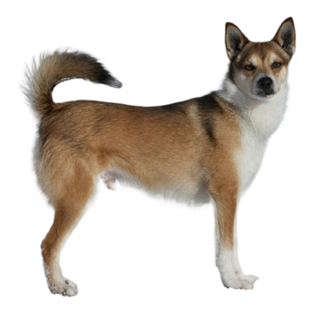 Norwegian lundehund fashion dog breeds