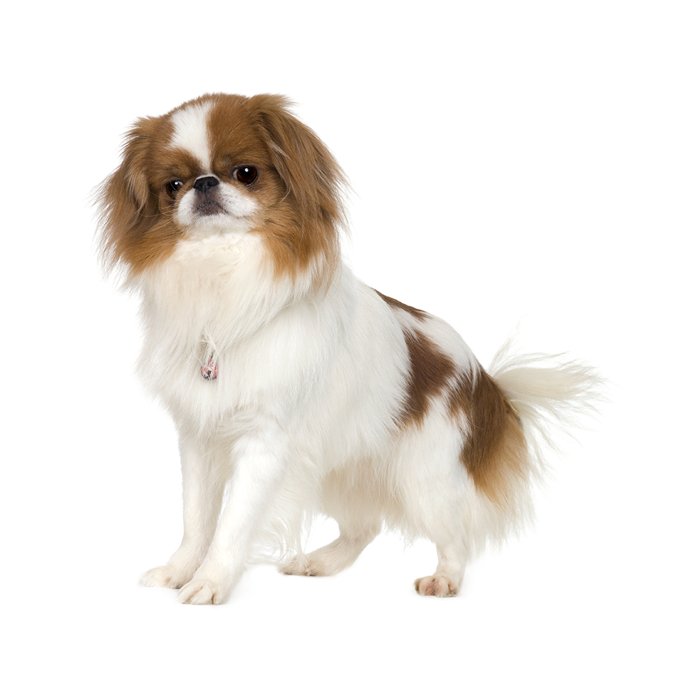 Japanese chin shops spaniel