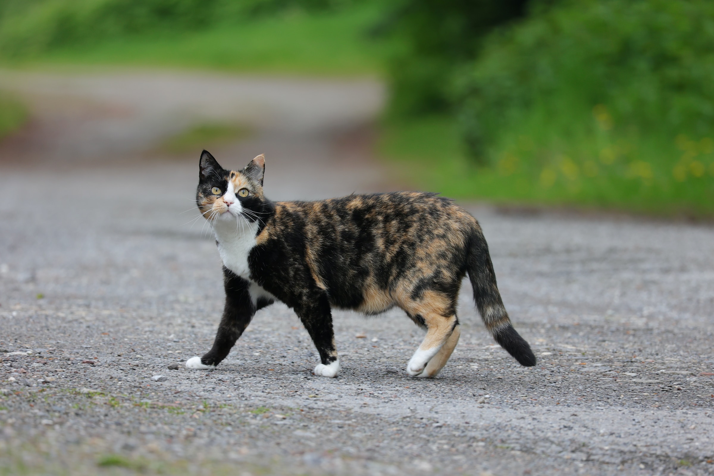 Are tortoiseshell cats always female fashion