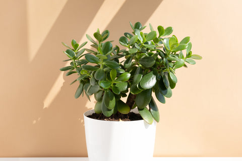 ceramic planting pot Minimal Ceramic Planter - 6 inch main image 0