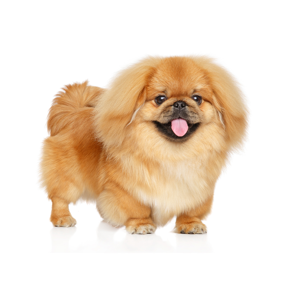 Pekingese Breed Information & Insights | Basepaws