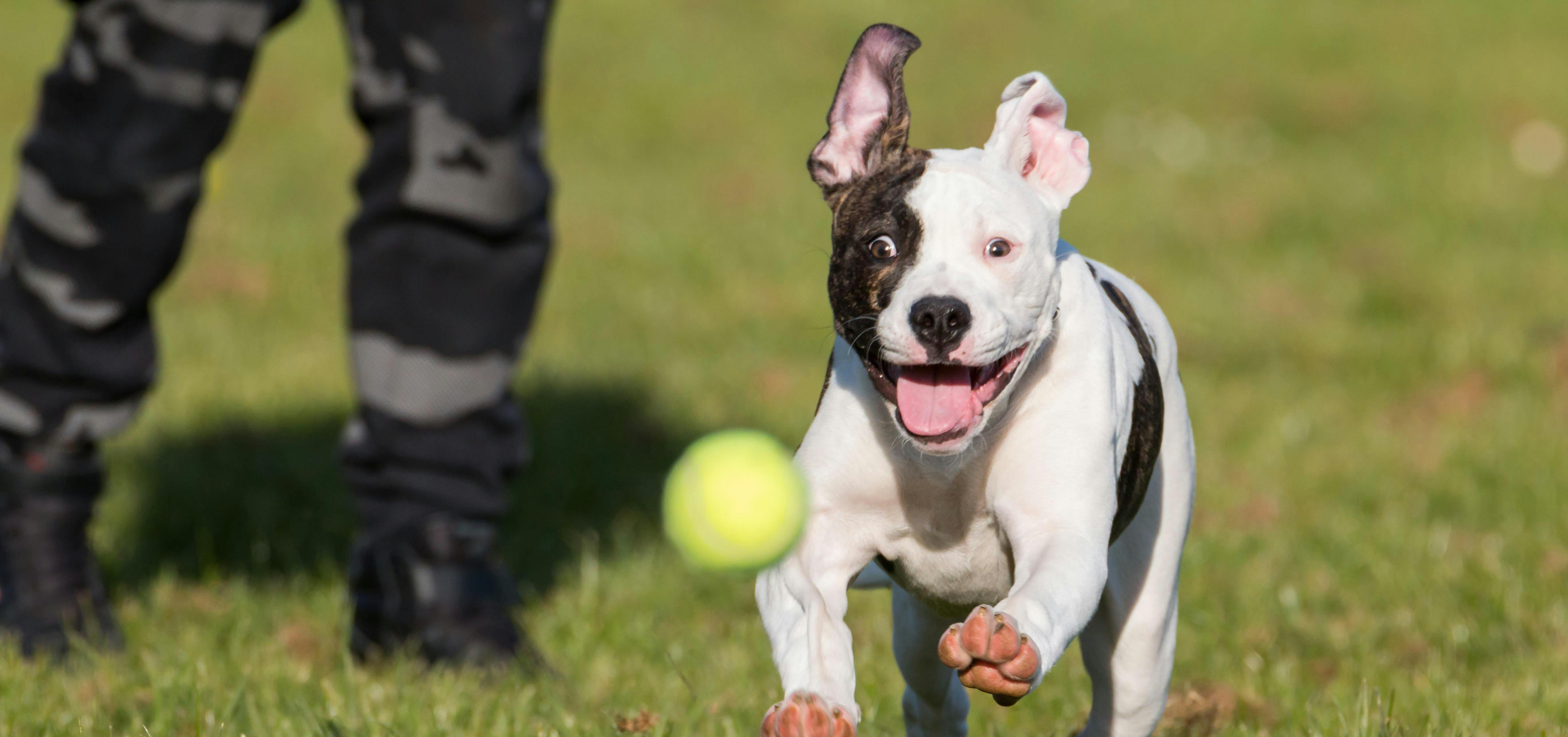 Top Scariest Dog Breeds