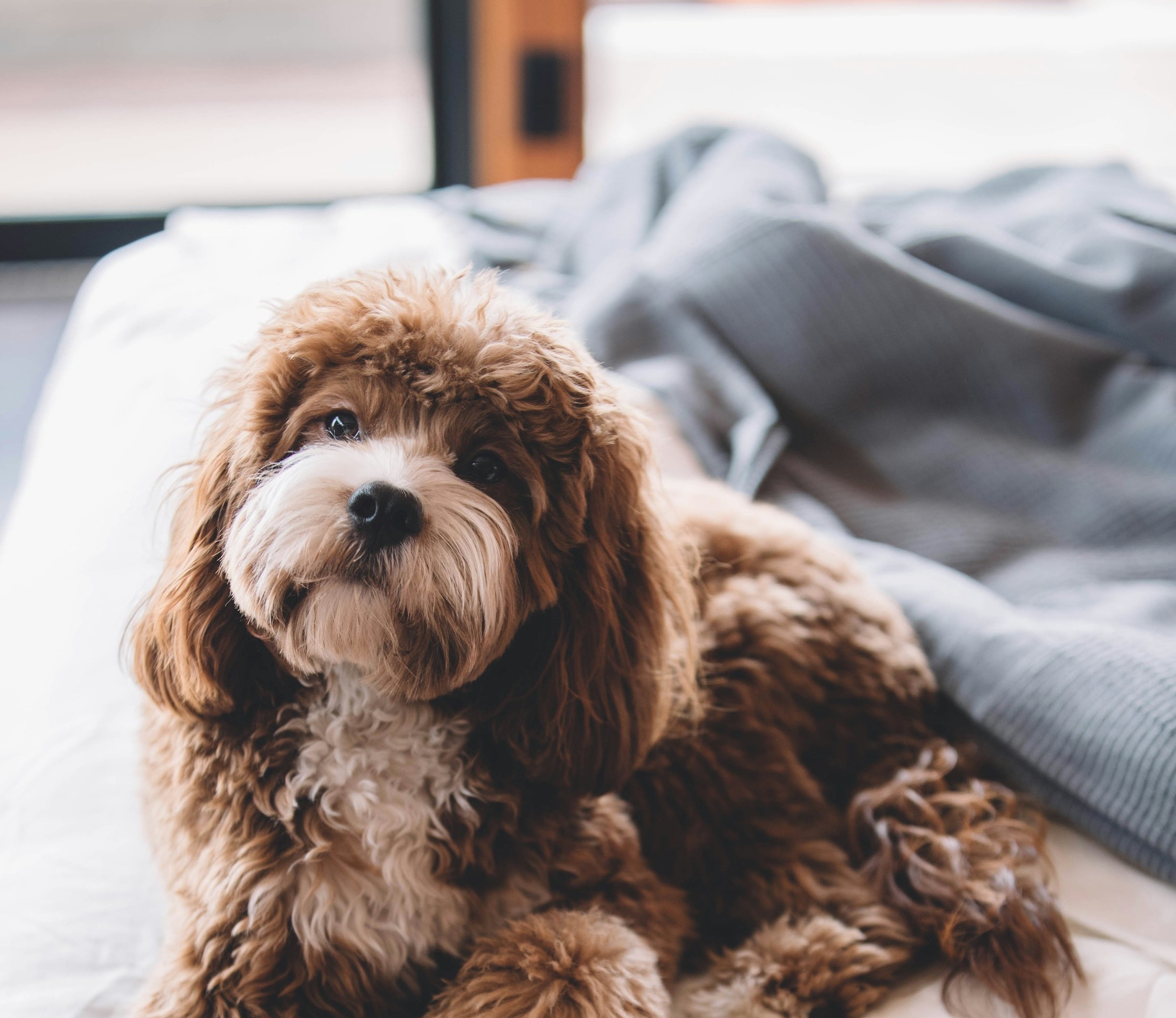 How to Give Dogs Pills Tips and Tricks for Easy Pill Administration