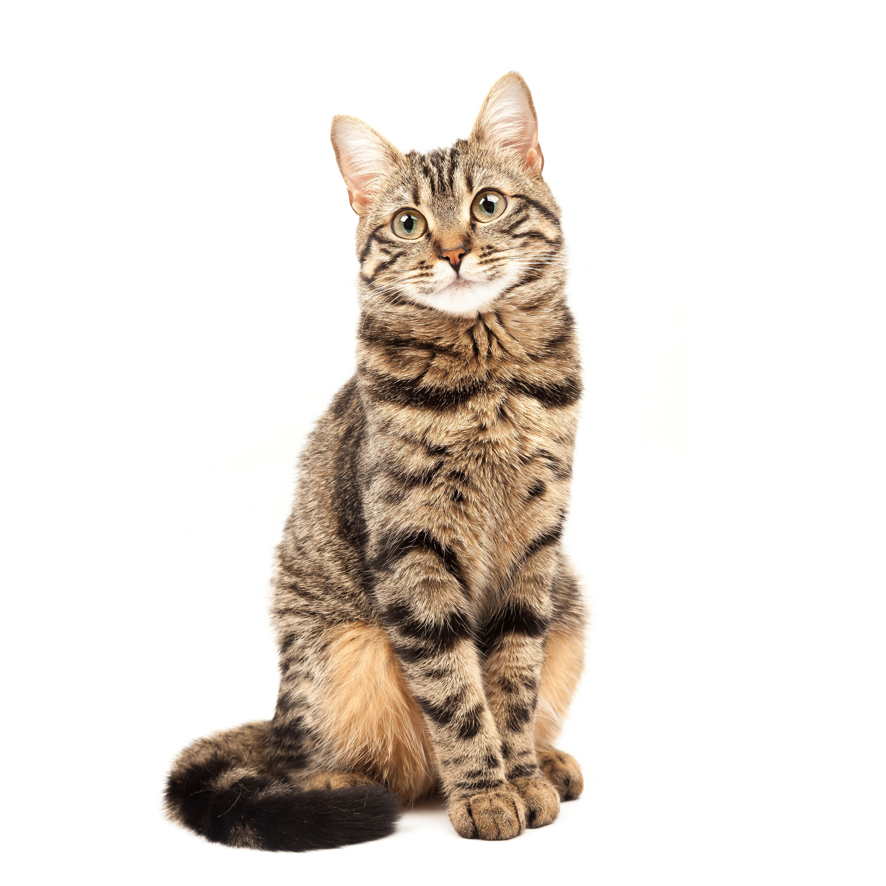 domestic-shorthair-mix