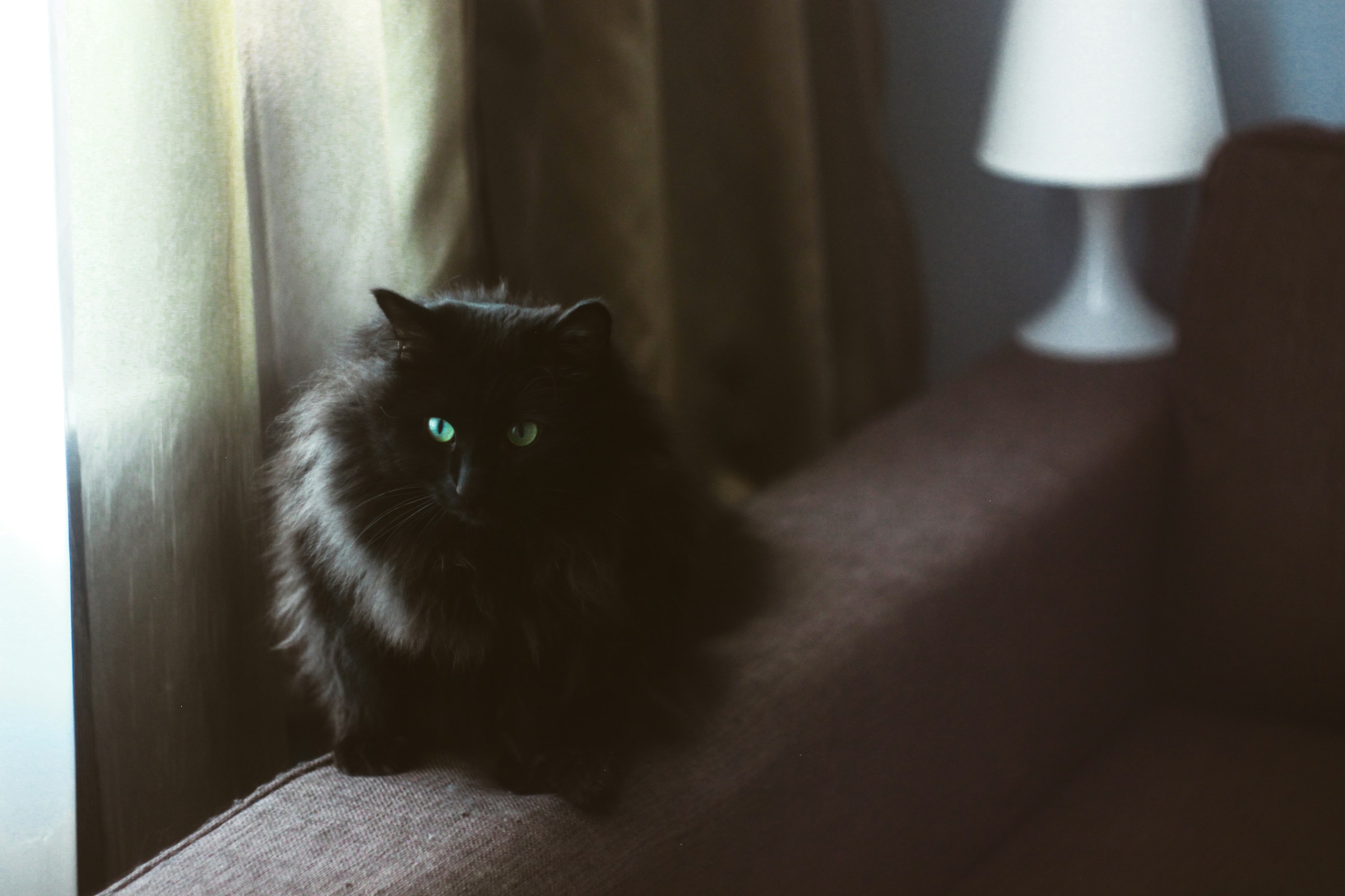 Do Siberian Cats Shed? Understanding Shedding Patterns and Grooming Tips