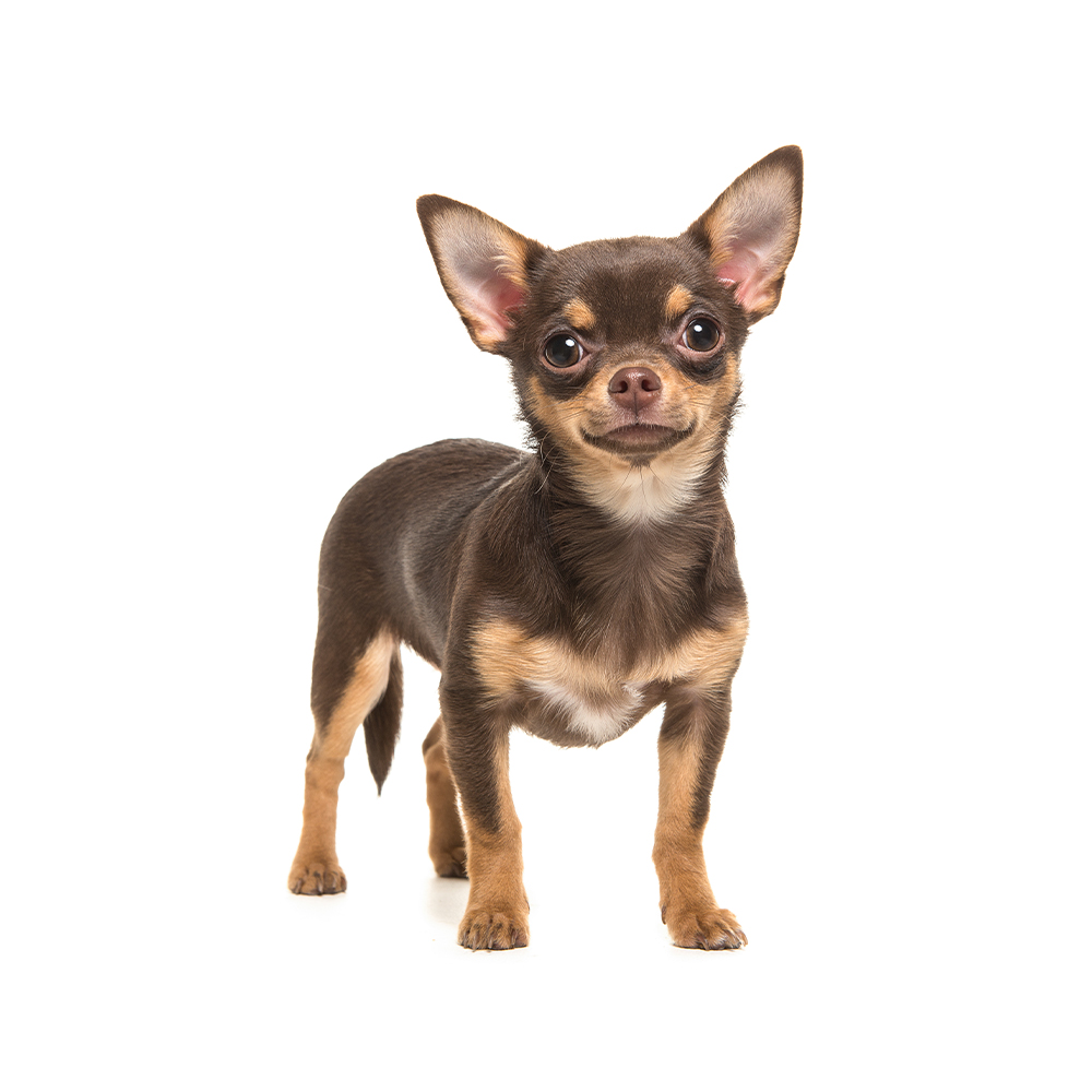 Chihuahua Breed Information & Insights | Basepaws