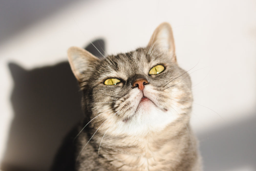 Thumbnail for Research On Factors Affecting Feline Longevity Rate