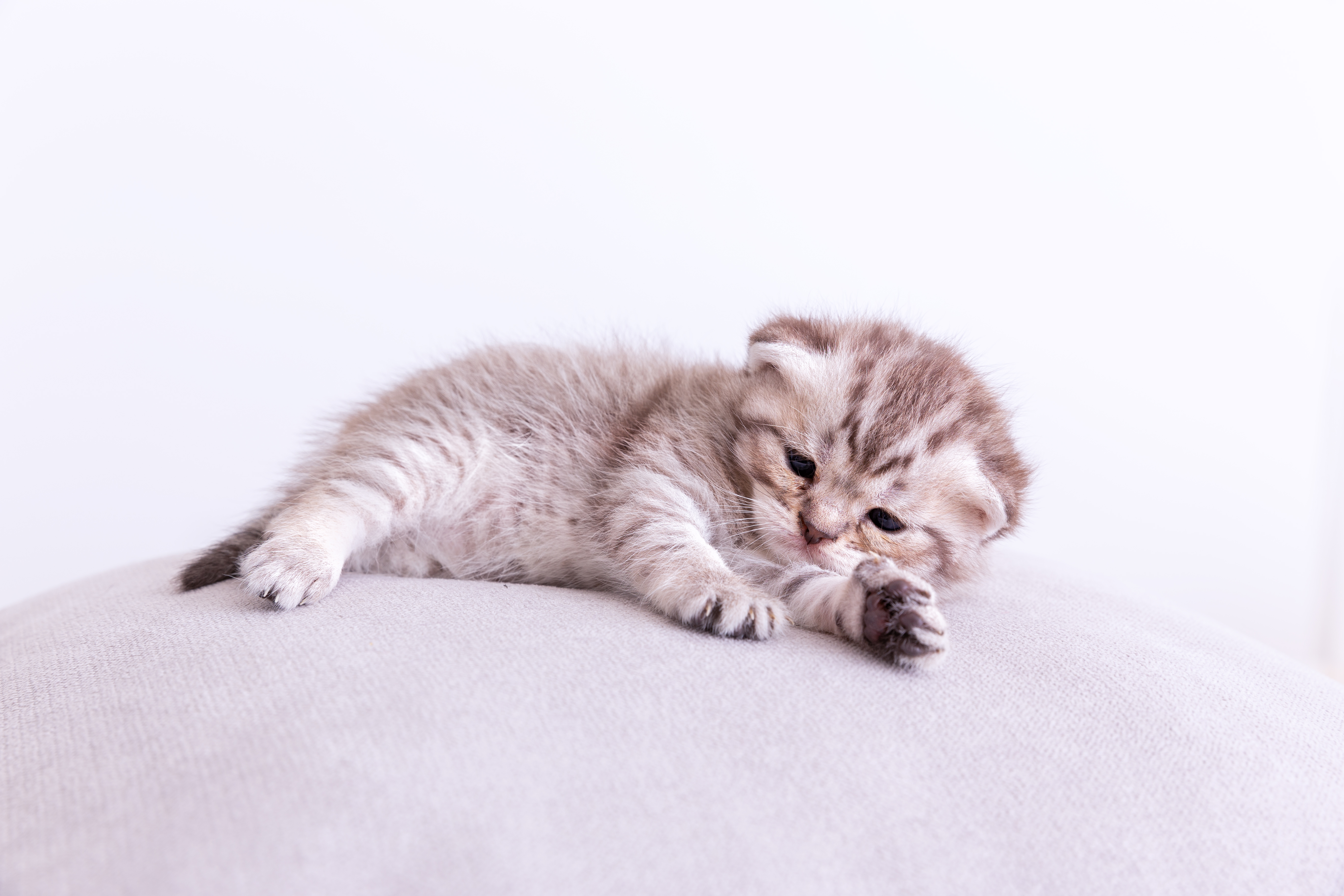 Photo inspiration: Kitten Diarrhea Causes Symptoms And Effective Treatment Photo Inspiration