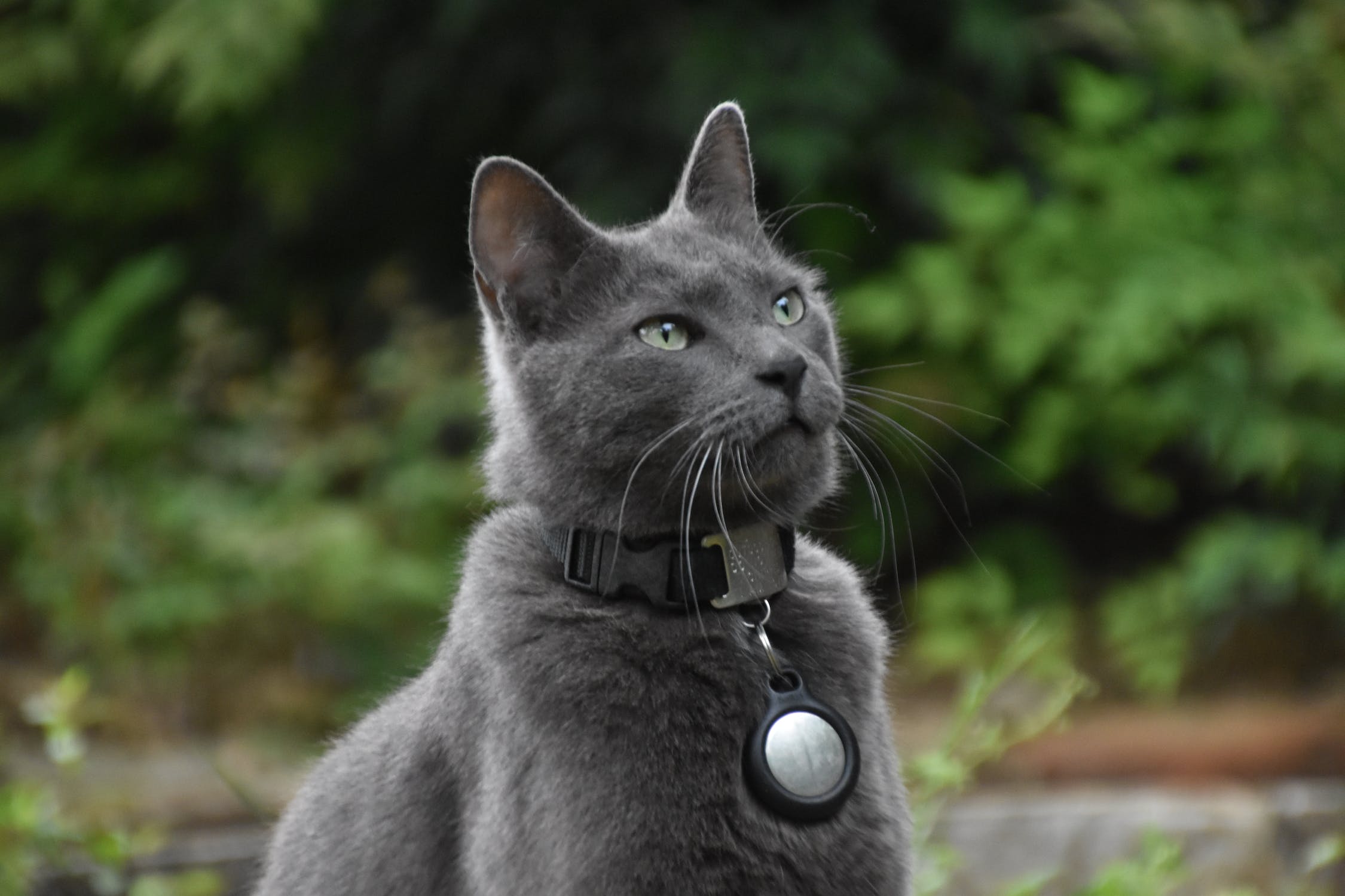 Shops fun facts about russian blue cats