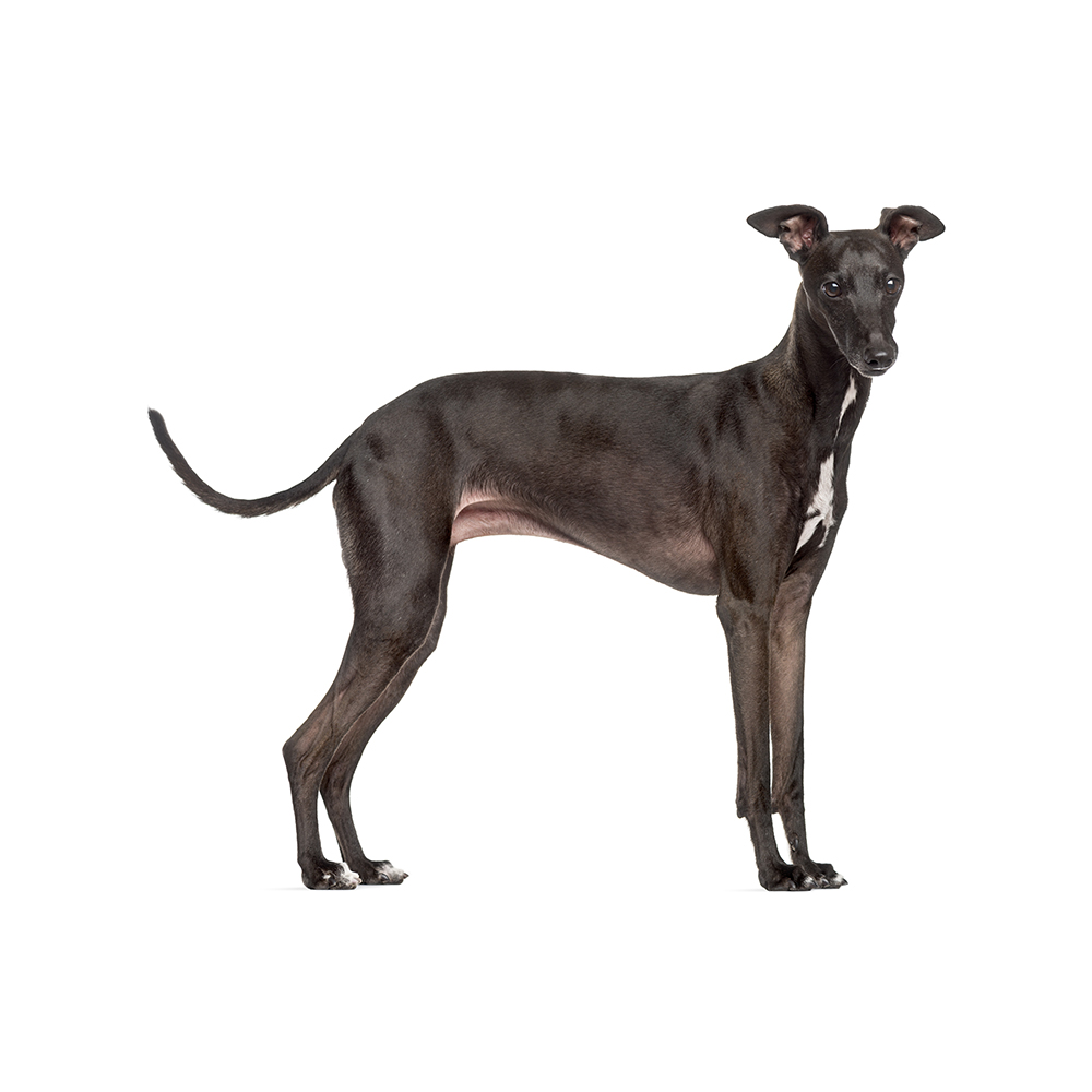 Greyhound Dog Breed Italian Greyhound Pedigree Italian Greyhound