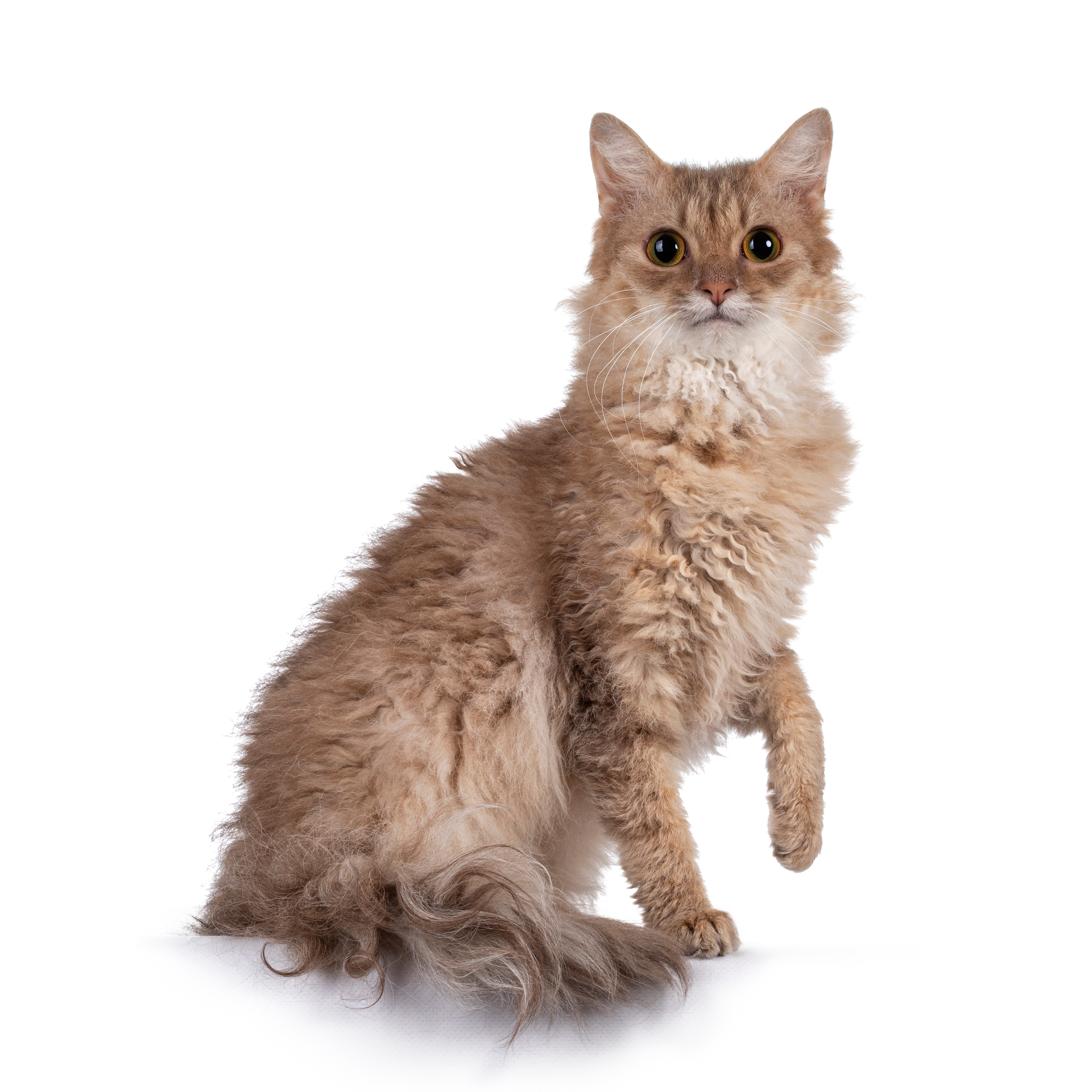 Laperm Cat Breed: Unique Traits and Care Tips Revealed