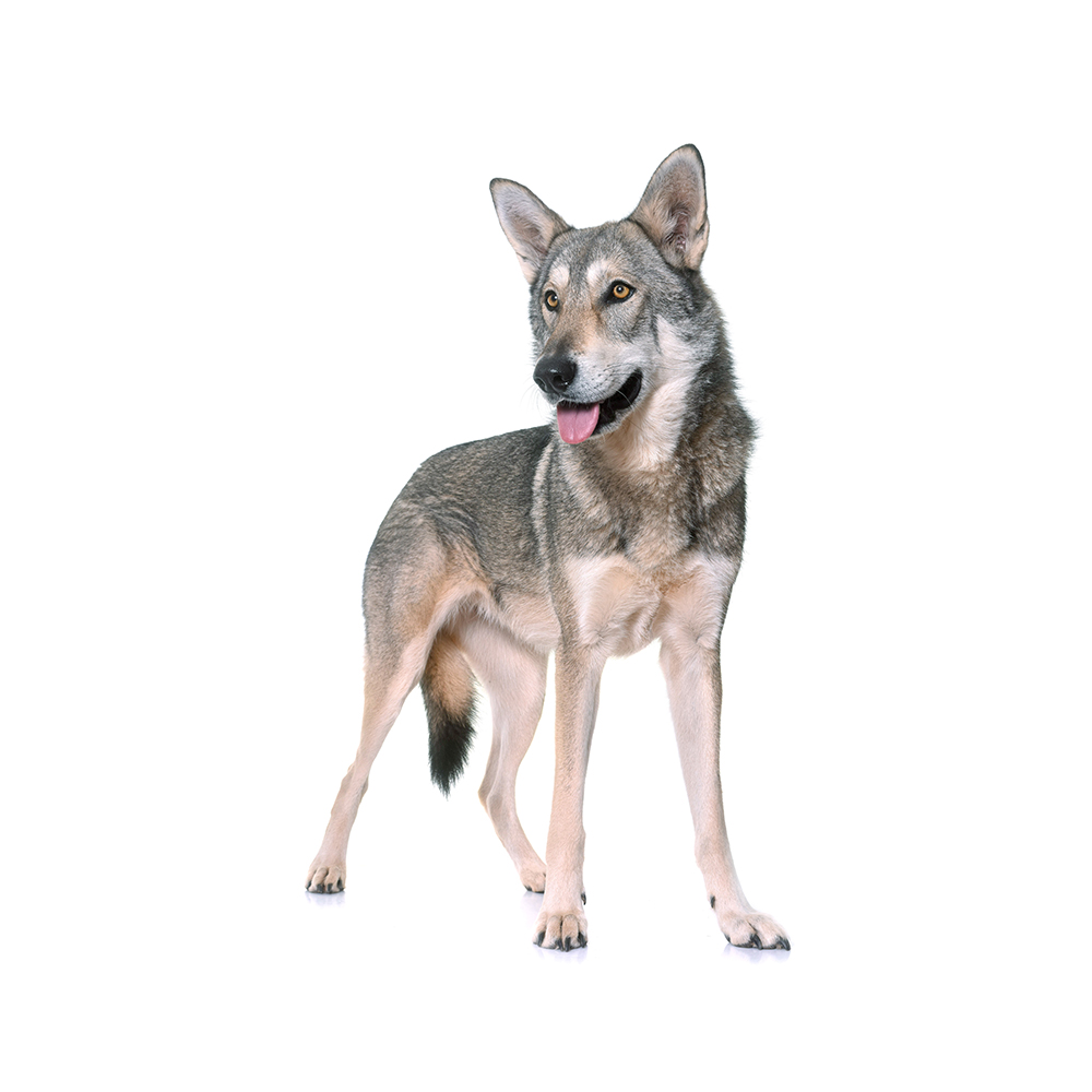 Saarloos Wolfdog Breed Information \u0026 Insights | Basepaws, image size:1000x1000