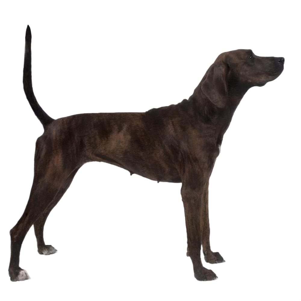 Plott hound deals dog