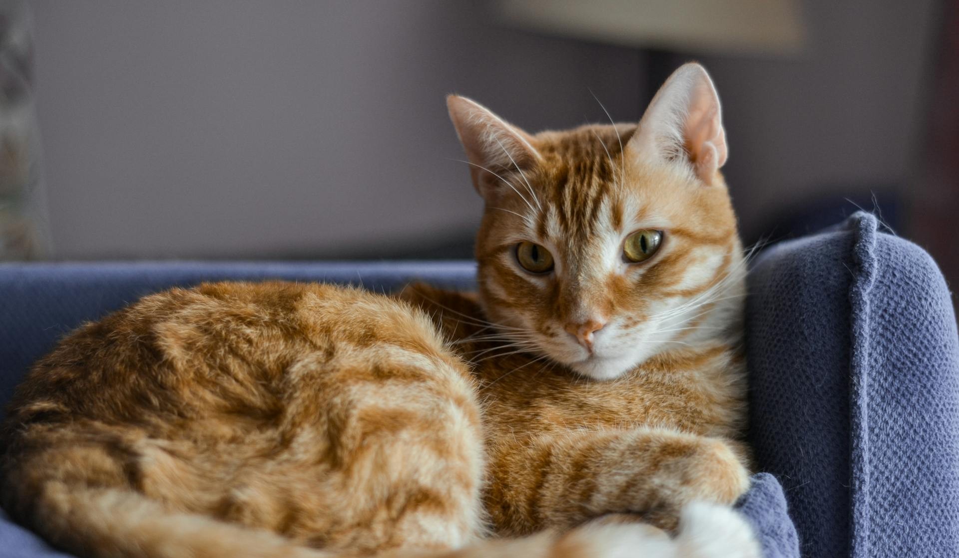 Pheromone diffusers for cats calm your feline friend