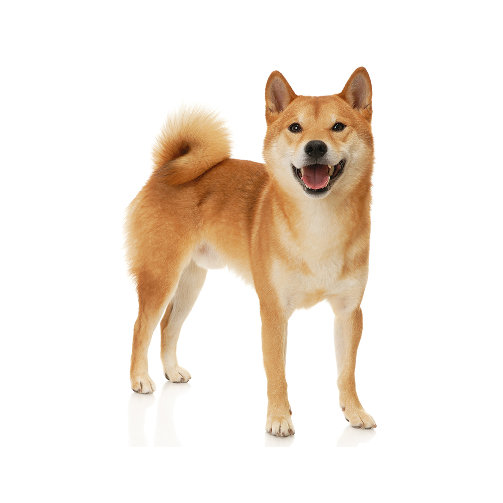 shiba Shiba Inu Breed Information & Insights | Basepaws