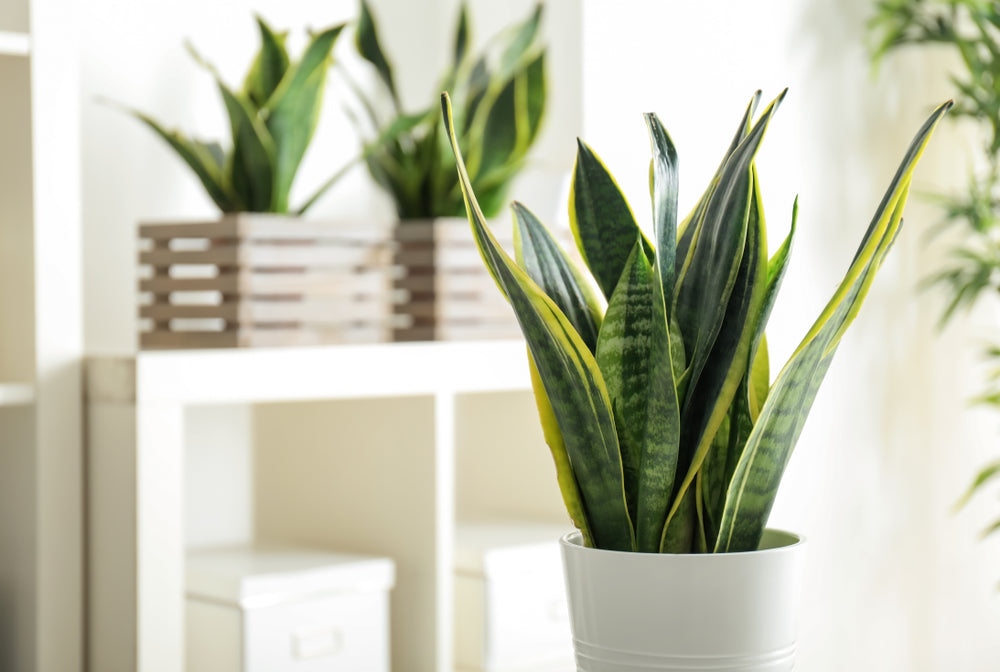 Is snake plant fashion toxic to dogs