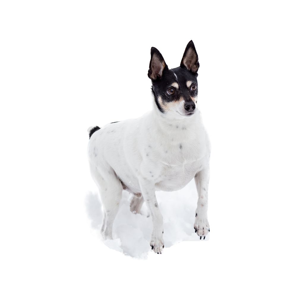 Toy Fox Terrier Breed Information \u0026 Insights | Basepaws, image size:1000x1000