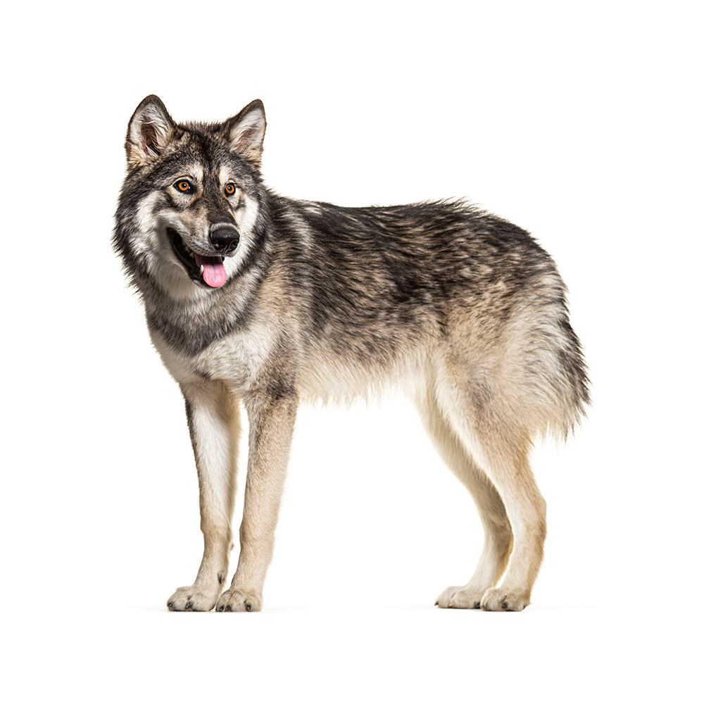 Fashion inuit dog breed