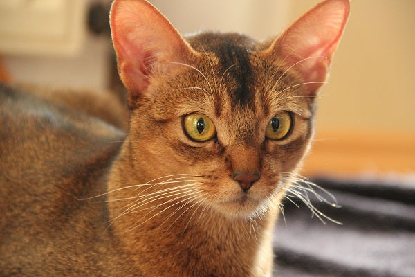 Which Cat Breeds are the Most Playful: Top Energetic Feline Picks