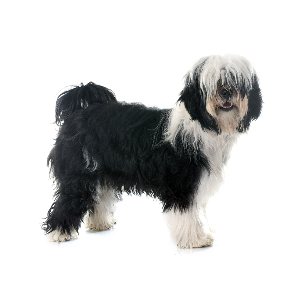 Tibetan terrier fashion history