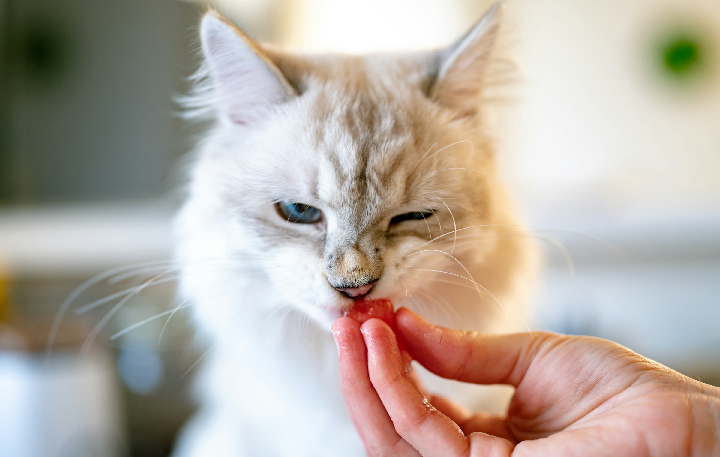 Can Cats Eat Raw Meat? Benefits, Risks, and Safe Feeding Practices