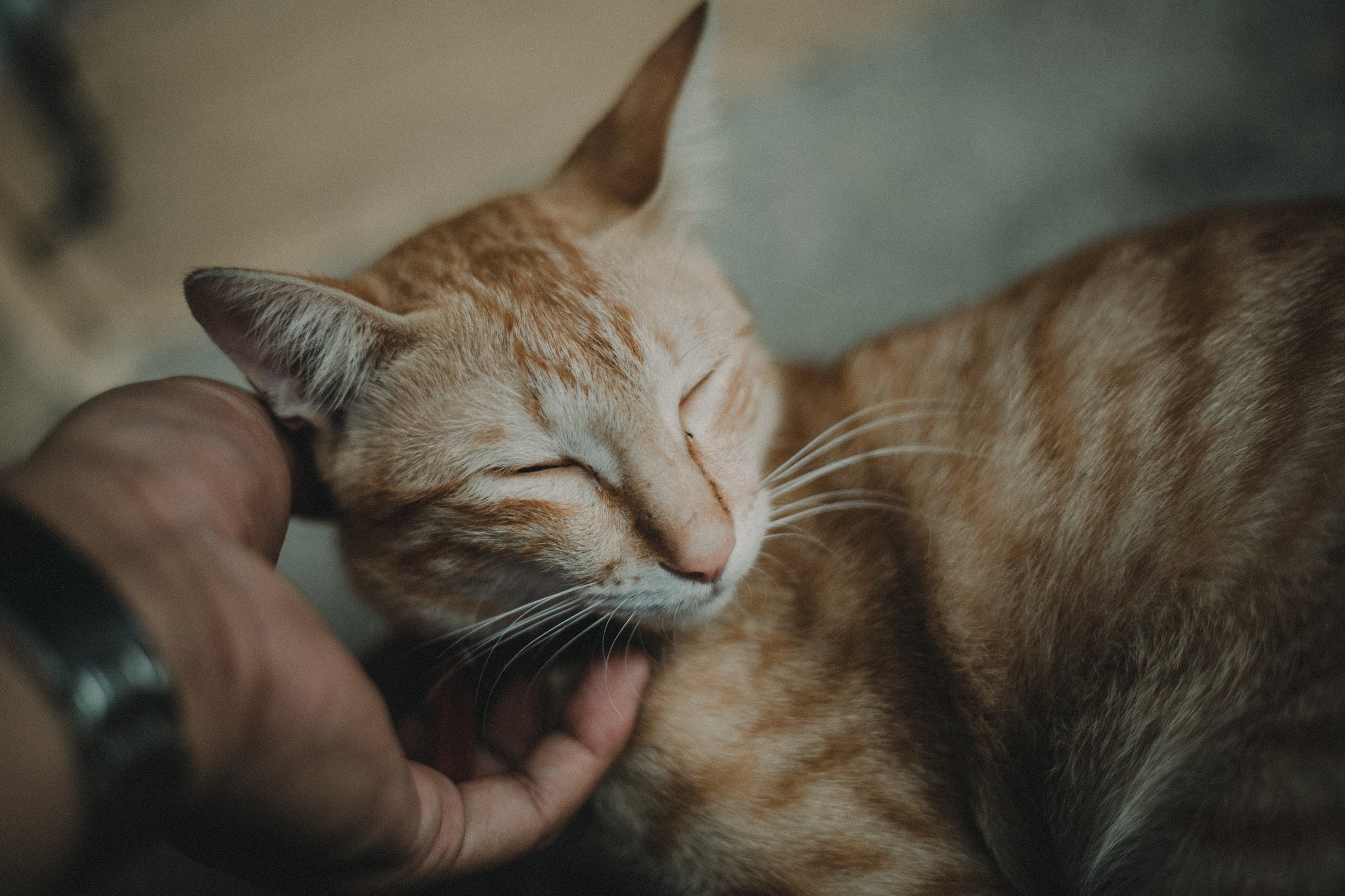 The Enigmatic Behavior of Cats Why Do They Rub Their Faces? — Basepaws