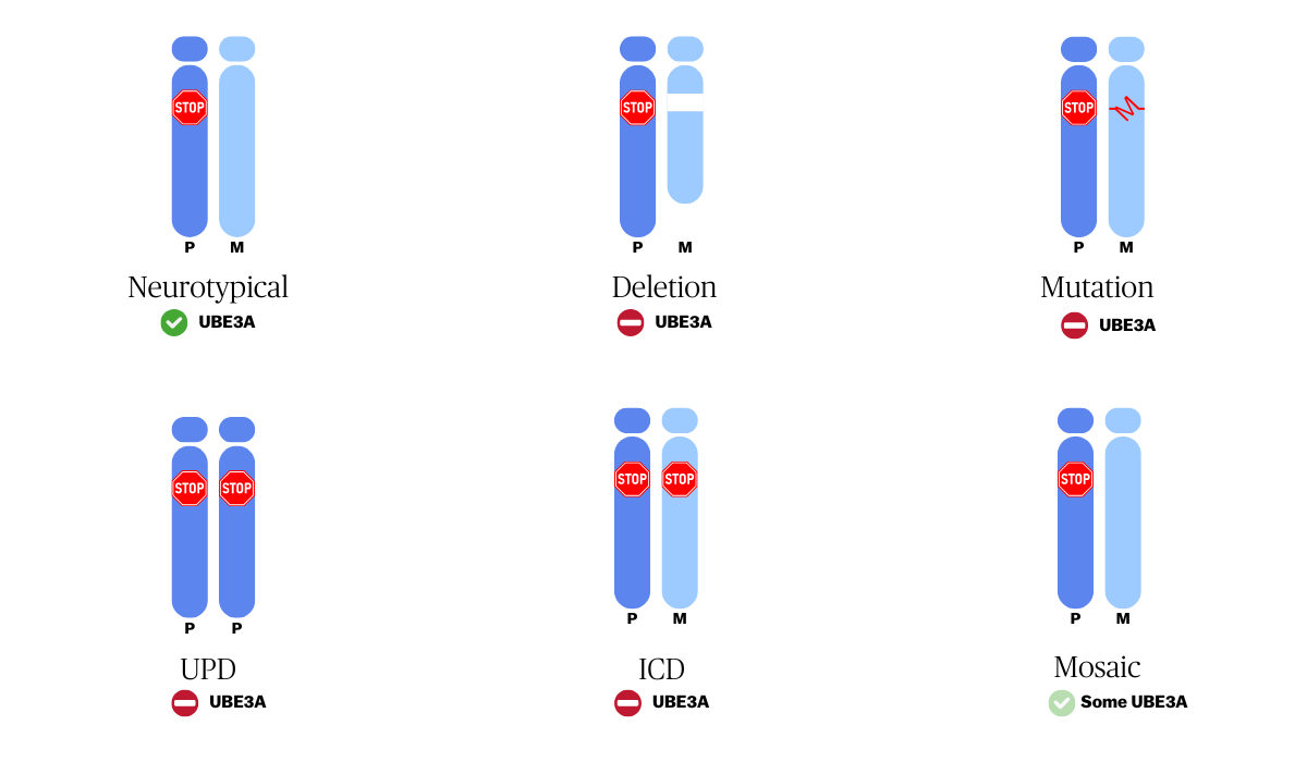 A simple graphic of the 5 AS genotypes