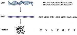DNA sequence illustration