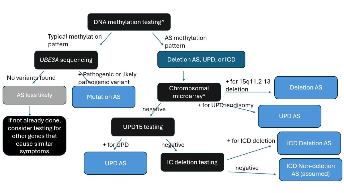 A chart describing the diagnostic testing for Angelman syndrome when AS is strongly suspected.