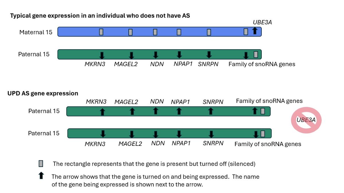 Typical gene expression in an individual who does not have AS and UPD AS gene expression.