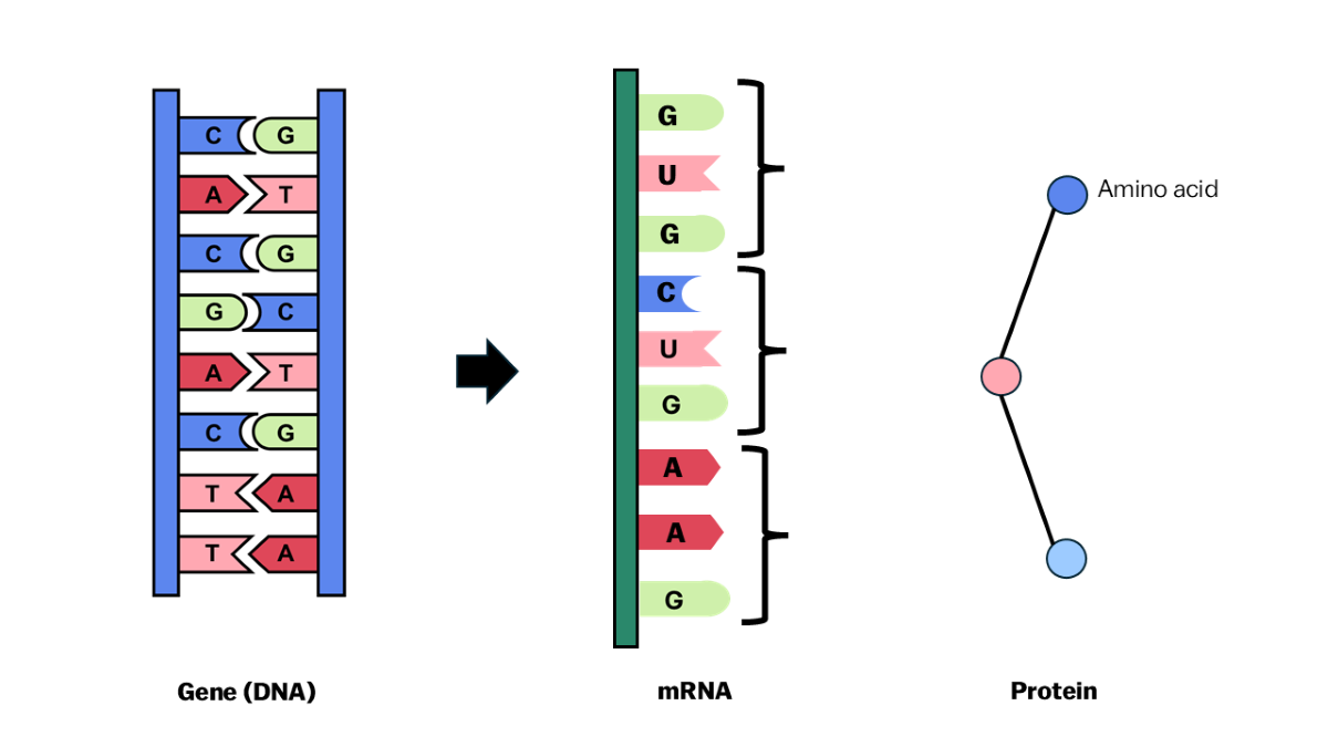 Image of DNA, mRNA and protein