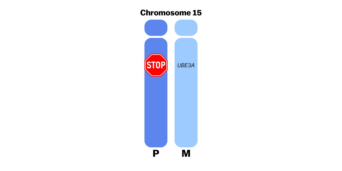 An image of a neurotypical chromosome 15