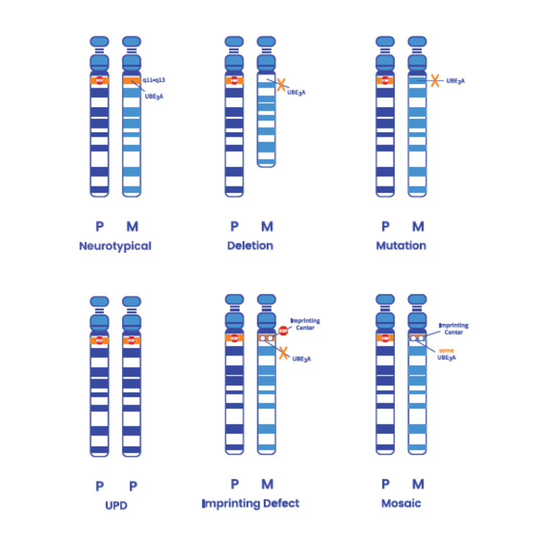 Genotypes image