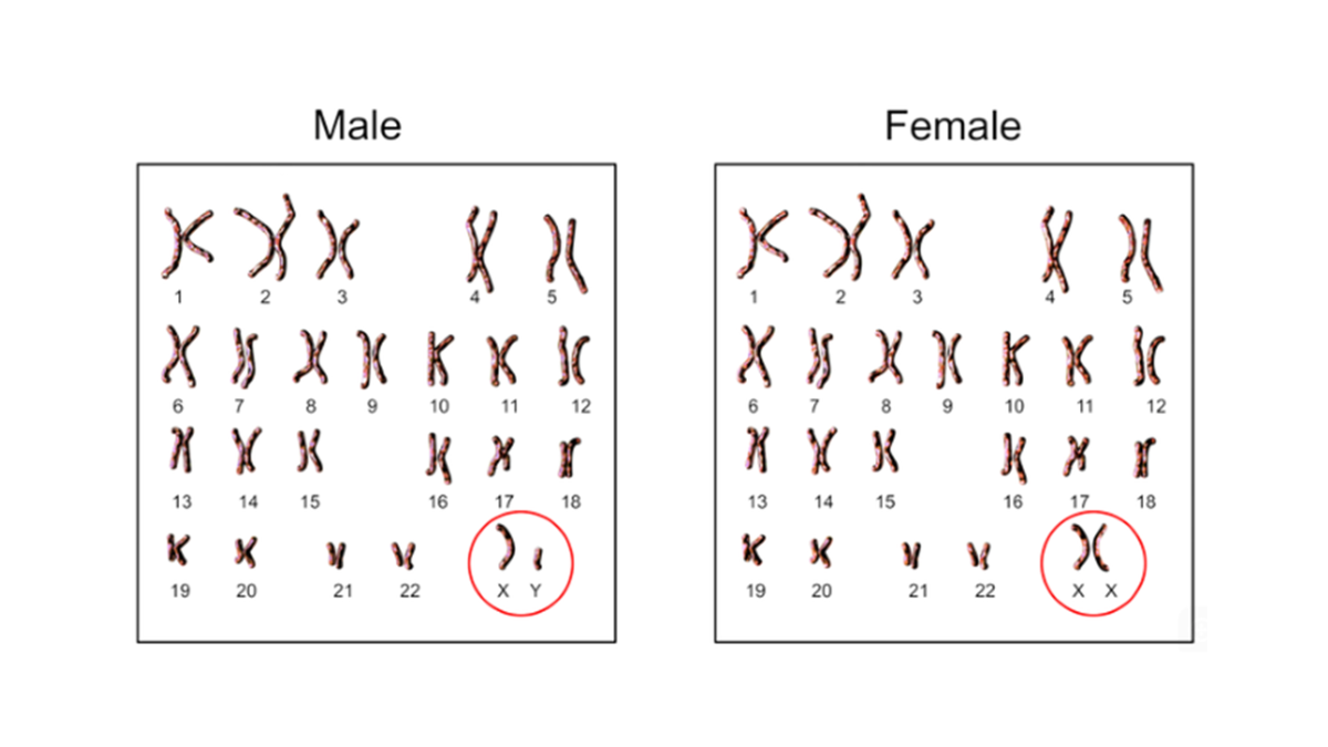 An image showing all male and female chromosomes with chromosome 15 circled 