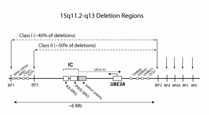 Schematic drawing of chromosome region 15q11.2-q13 indicating the breakpoint regions BP1-BP6.