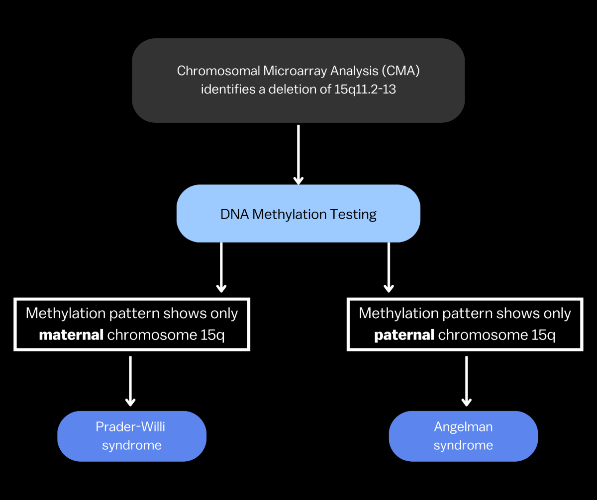 A flow chart describing CMA, DNA methylation testing and how it leads to Prader Willi syndrome or Angelman syndrome.