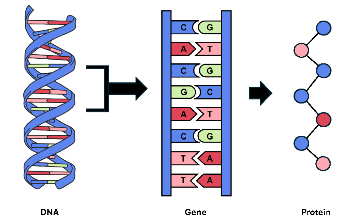 Graphic of a DNA, Gene, and Protein 