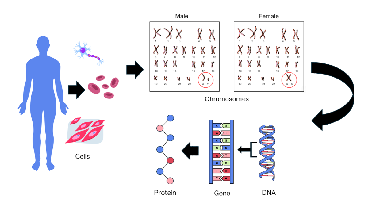 An image showing genetics information breaking down chromosome 15 into DNA, a gene, and protein.