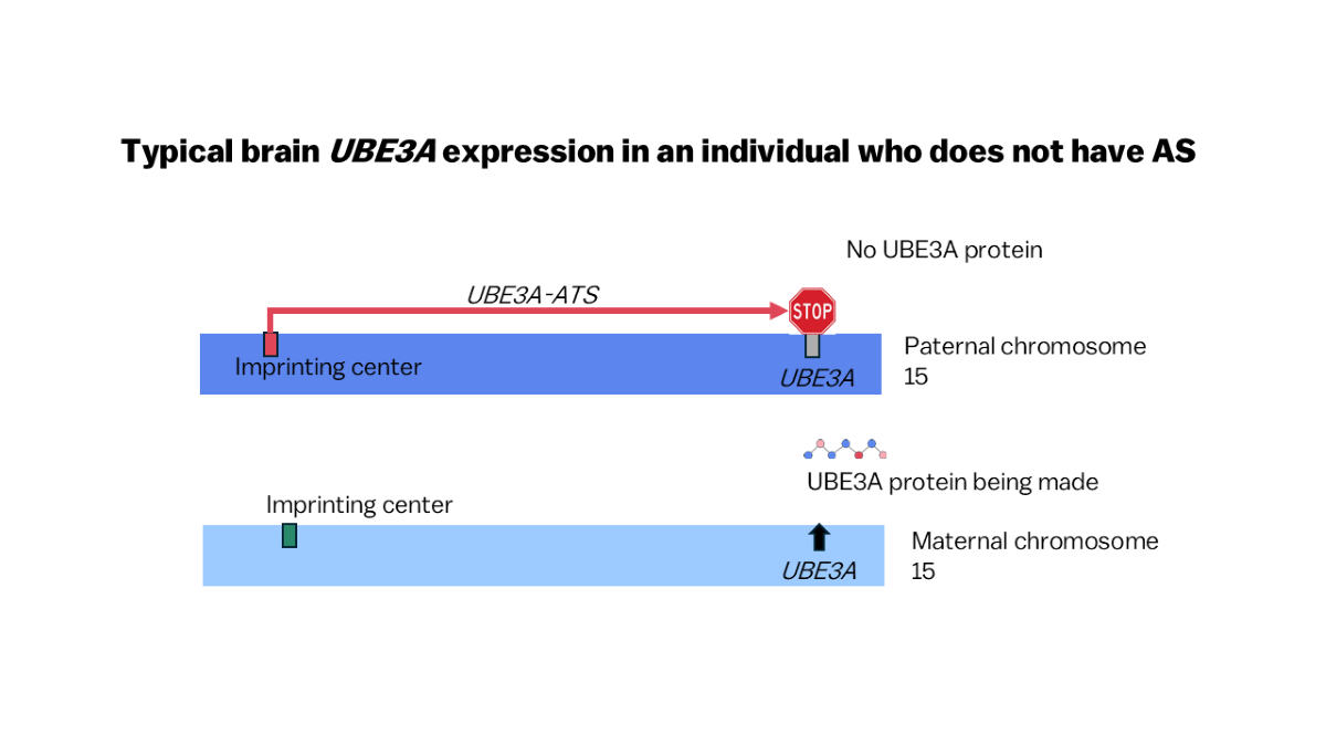 Image of UBE3A expression in an individual who does not have AS