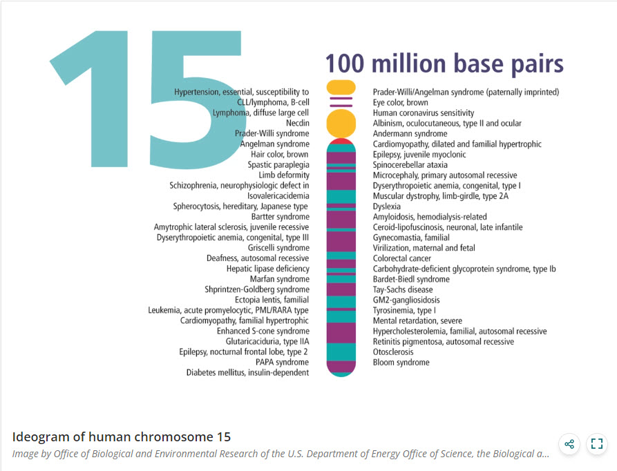 Ideogram of human chromosome 15