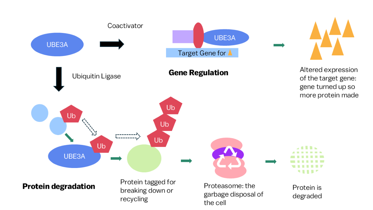 Complex image showing Gene regulation and protein degradation