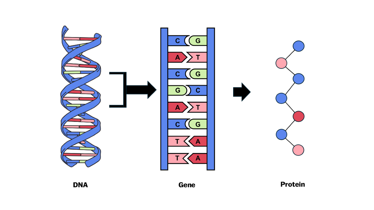 DNA, a Gene, and Protein image