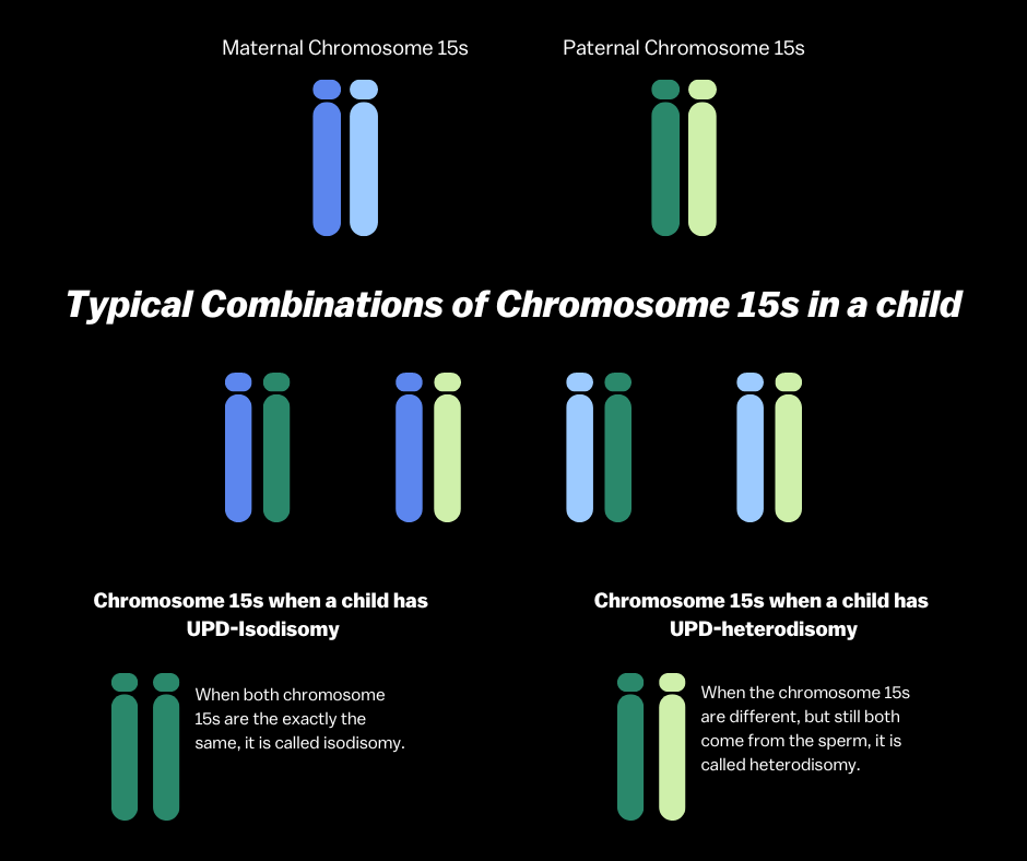 An image representing typical chromosome 15s inheritance and UPD-Isodisomy and UPD-heterodisomy.