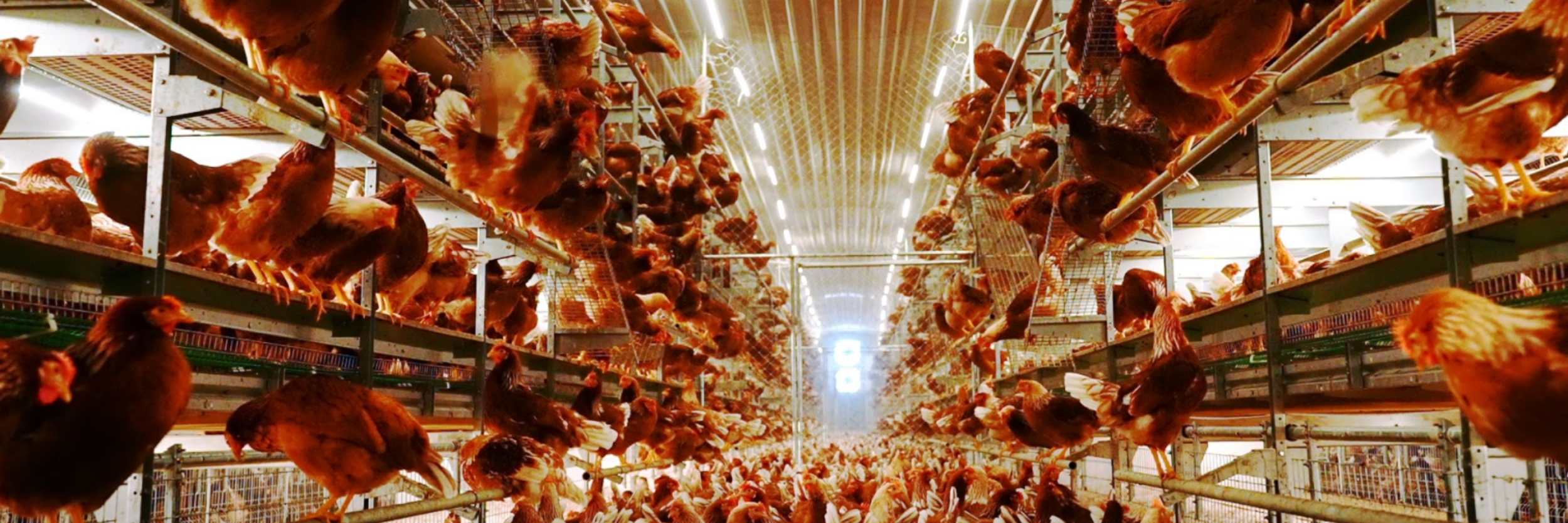 Libre de Jaula (Cage-Free)