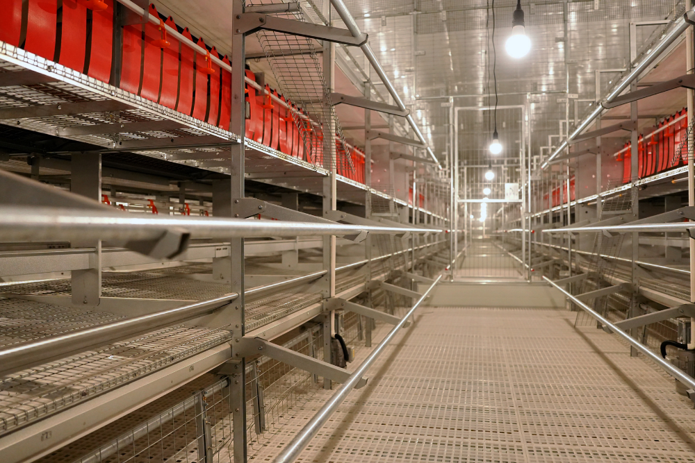 Libre de Jaula (Cage-Free) - Imagen 8