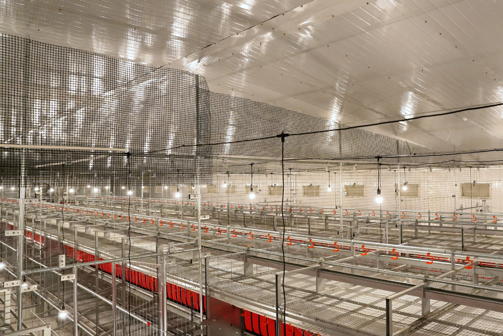 Libre de Jaula (Cage-Free) - Imagen 5