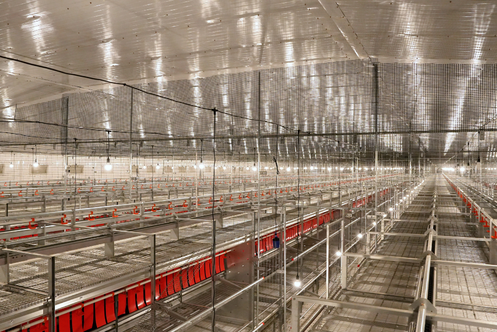 Libre de Jaula (Cage-Free) - Imagen 4