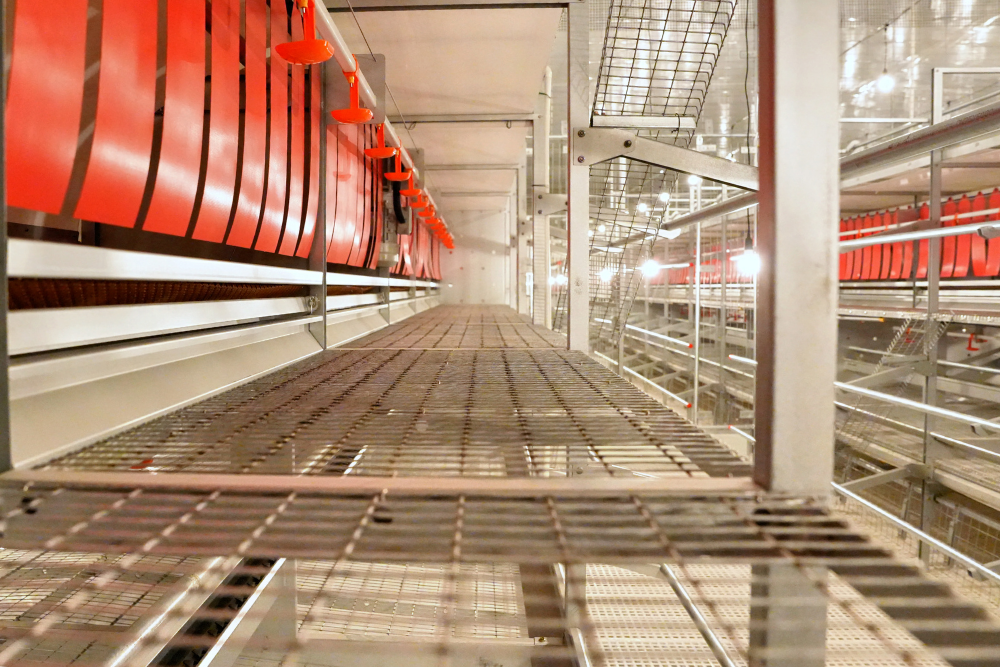 Libre de Jaula (Cage-Free) - Imagen 6