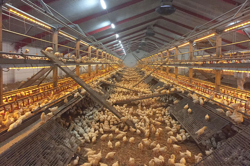 Flex Raise - Imagen 1