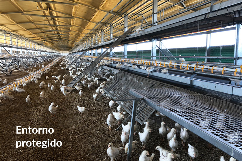 Flex Raise - Imagen 2